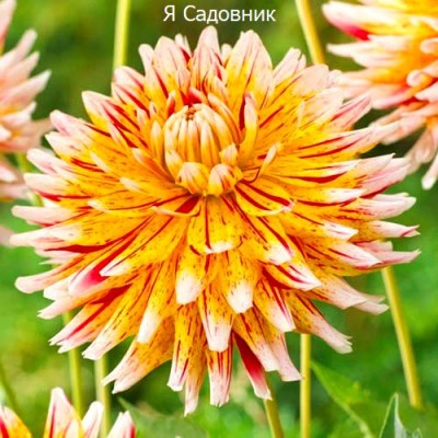 Саженец Георгинов "Вайнсом" Саженец Георгинов "Вайнсом"